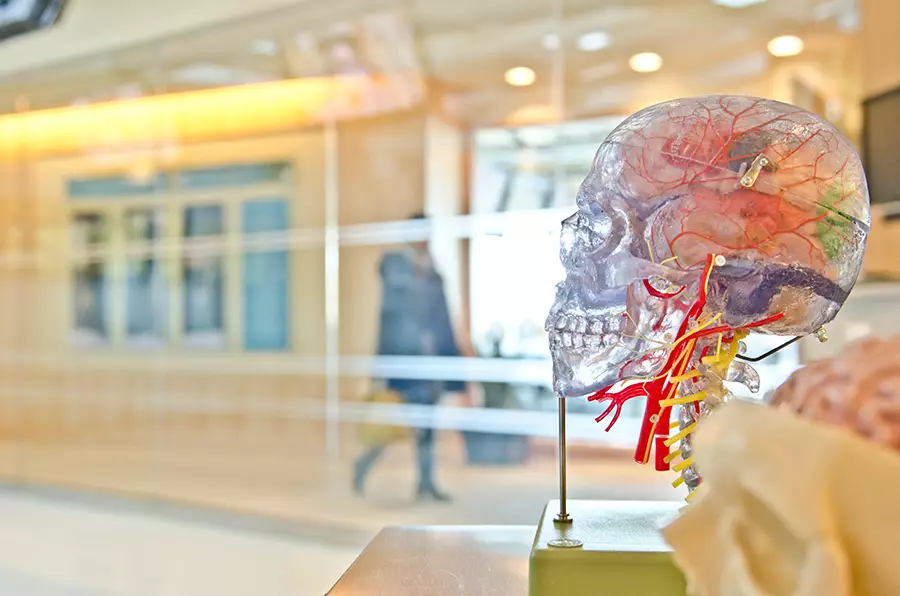 Anomtomical model of a human head